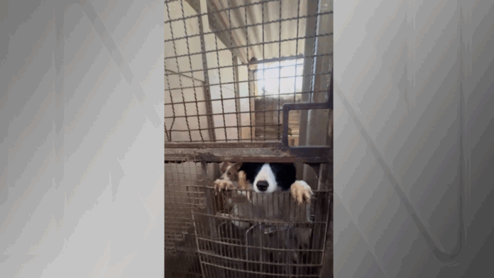mais-de-200-animais-sao-resgatados-de-canil-clandestino-em-embu-das-artes