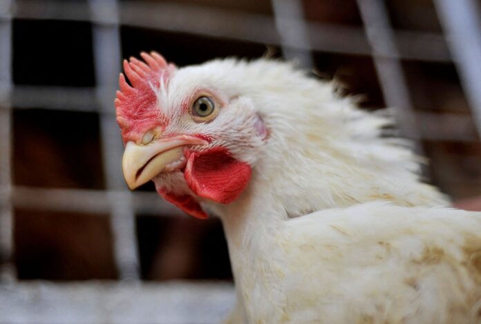 chile-e-a-arabia-saudita-retiram-embargo-a-carne-de-frango-do-brasil