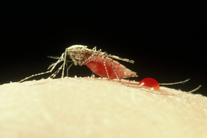 usp-descobre-que-novo-transmissor-da-malaria-pode-chegar-ao-brasil
