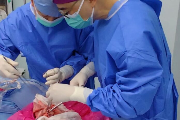primeiro-transplante-de-pulmao-de-porco-em-humano-funciona-por-9-dias