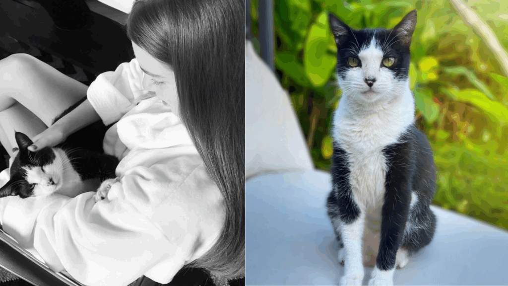 marina-ruy-barbosa-faz-apelo-nas-redes-sociais-apos-perder-o-gato