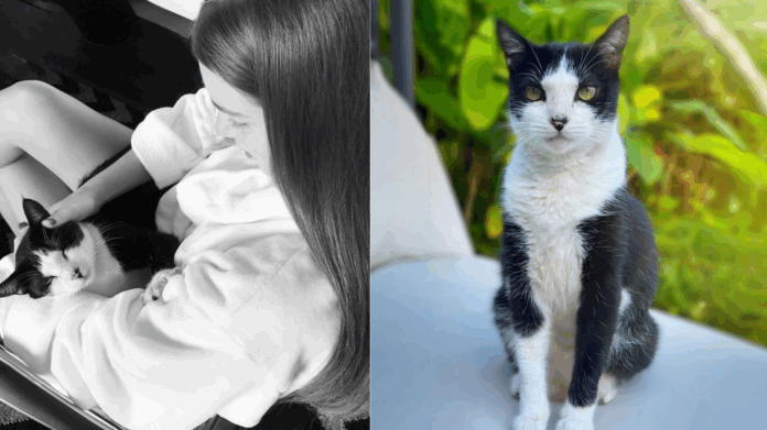marina-ruy-barbosa-faz-apelo-nas-redes-sociais-apos-perder-o-gato