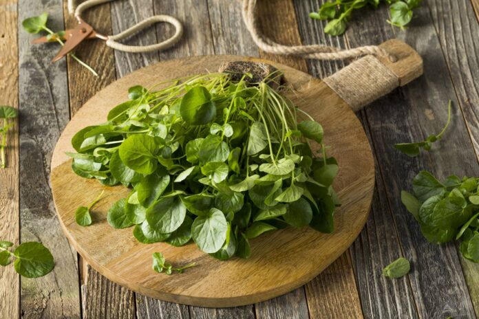 nutricionista-lista-5-vegetais-para-comer-todo-dia-em-dieta-saudavel