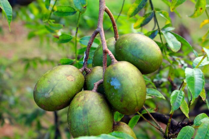 fruta-tropical-reduz-o-acumulo-de-colesterol-e-faz-bem-para-pele