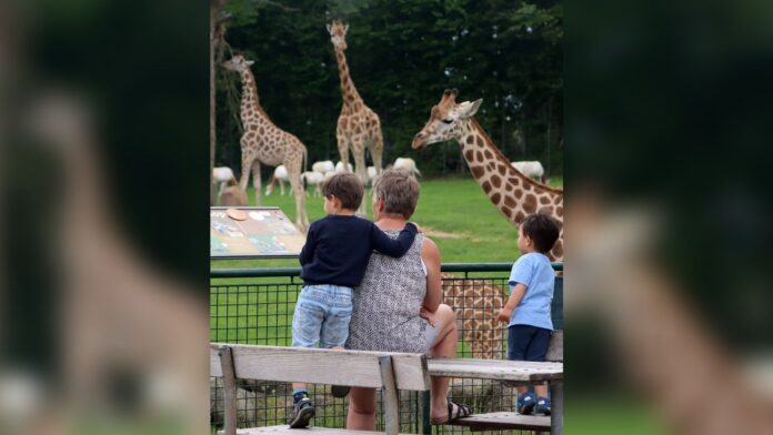 zoologico-na-dinamarca-pede-doacao-de-pets-para-alimentar-predadores