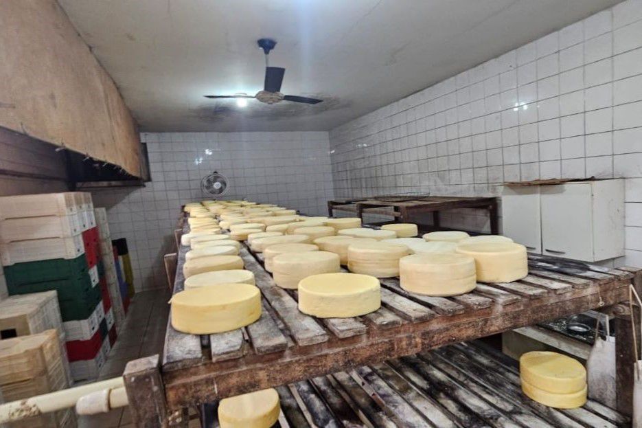 queijaria-clandestina-e-interditada-e-mais-de-250-kg-de-queijo-vao-pro-lixo