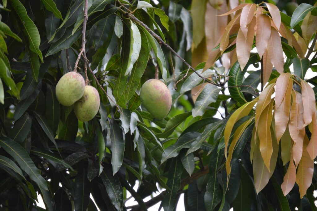 cha-anti-inflamatorio-diminui-acucar-no-sangue-e-fortalece-imunidade