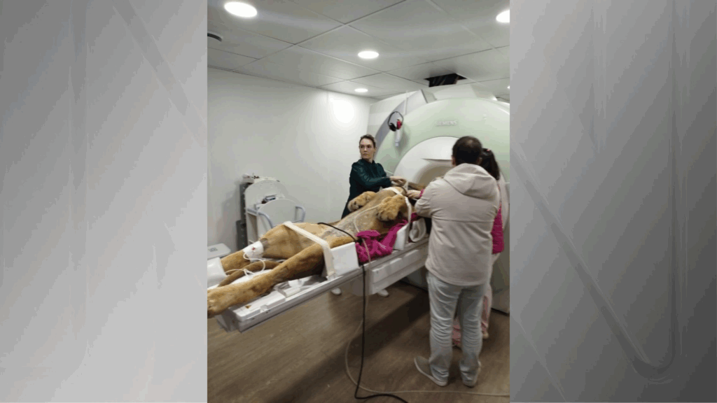 ressonancia-magnetica-de-leao-mobiliza-equipe-de-mais-de-12-pessoas