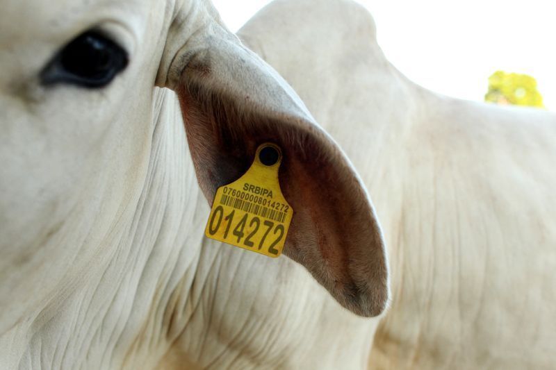 agro-avanca-na-asia-e-singapura-autoriza-brasil-a-exportar-sebo-bovino