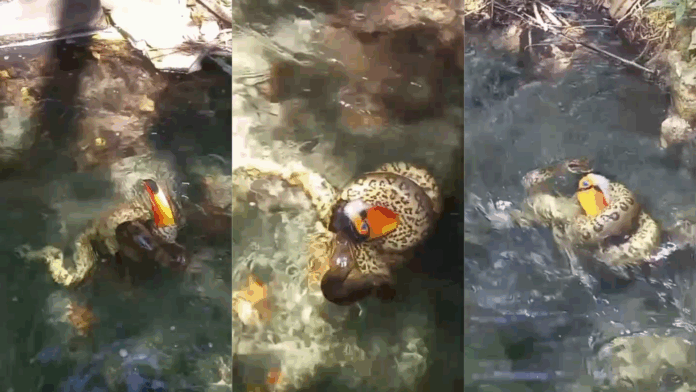 sucuri-engole-tucano-pelo-bico-em-rio-em-bonito-(ms);-veja-o-video