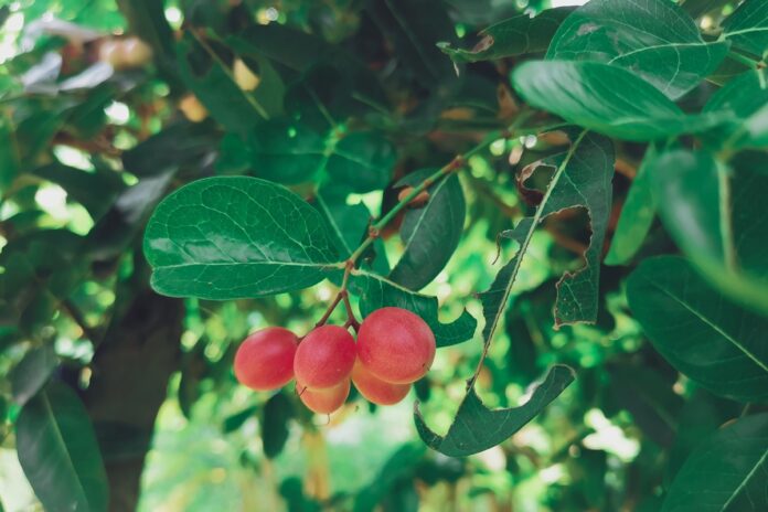 fruta-do-milagre:-conheca-o-fruto-que-transforma-sabor-azedo-em-doce