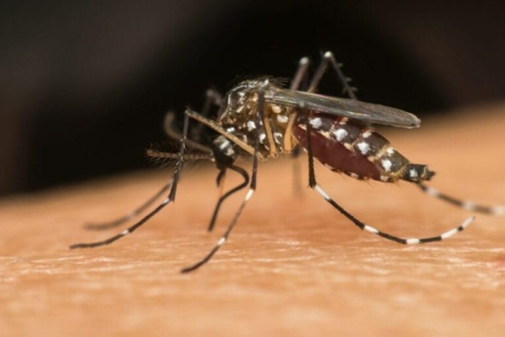 baixa-adesao-a-segunda-dose-de-vacina-da-dengue-preocupa-especialistas
