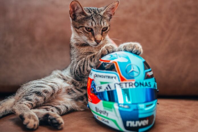 gato-rouba-a-cena-e-vira-mascote-no-paddock-da-f1-em-baku.-confira