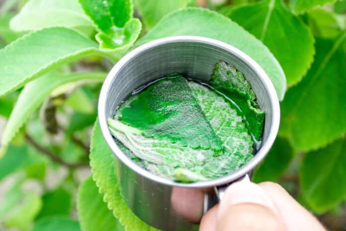 cha-anti-inflamatorio-popular-aumenta-a-imunidade-e-fortalece-o-figado