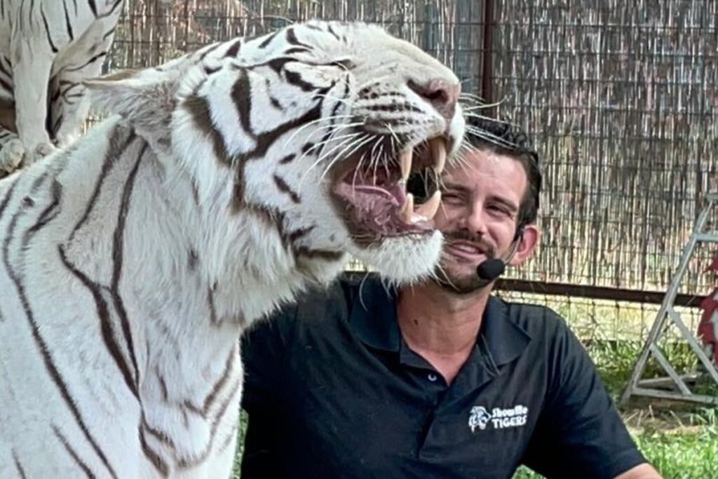 cuidador-morre-apos-ser-atacado-por-tigre-durante-apresentacao