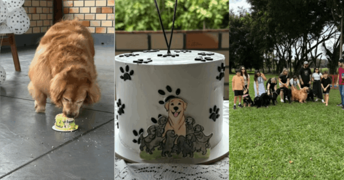 filhotes-de-golden-retriever-com-shih-tzu-fazem-um-ano;-veja-como-ficaram