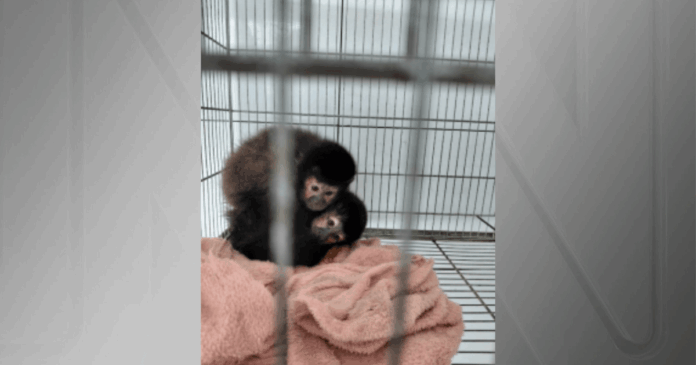 primatas-e-aves-sao-retirados-pelo-ibama-de-criadouro-em-xanxere-(sc)