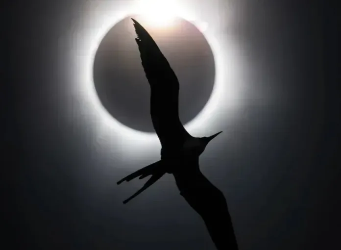 premio-de-melhor-fotografia-de-passaros-revela-mundo-natural-inspirador