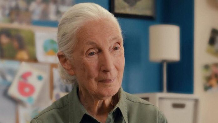 quem-foi-jane-goodall,-primatologista-que-morreu-aos-91-anos