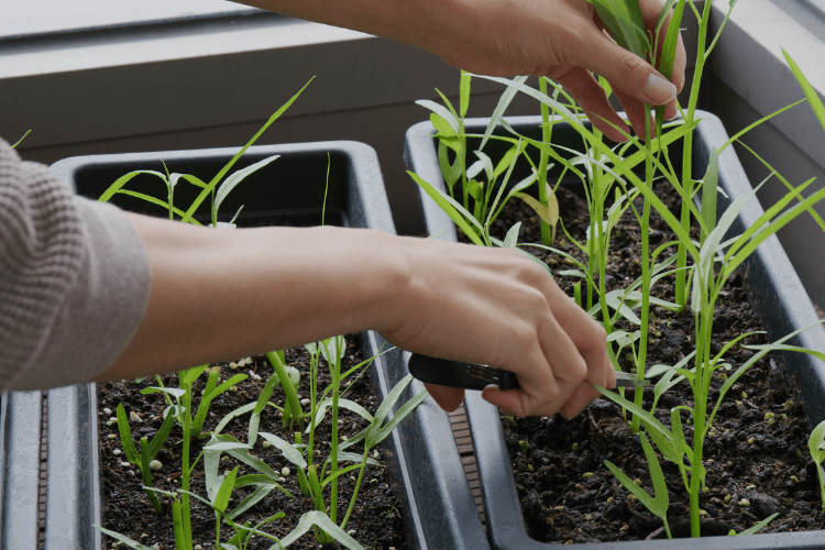 7-dicas-para-comecar-sua-mini-horta-em-apartamento