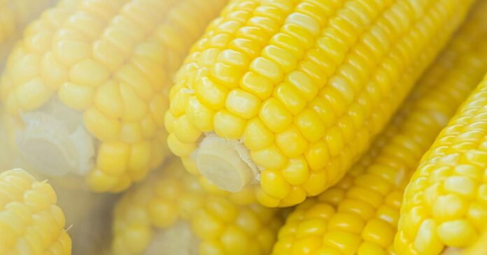 o-cofre-do-milho:-por-dentro-do-banco-que-guarda-o-futuro-da-alimentacao