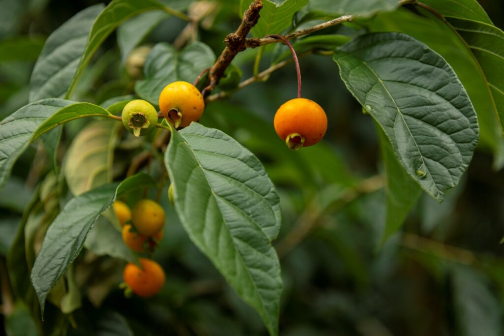 fruta-do-cerrado-vira-farinha-que-ajuda-a-controlar-o-colesterol