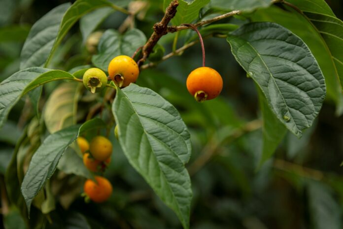 fruta-do-cerrado-vira-farinha-que-ajuda-a-controlar-o-colesterol