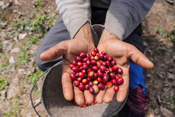 analise:-produtores-de-cafe-no-brasil-nao-querem-mercado-disfuncional