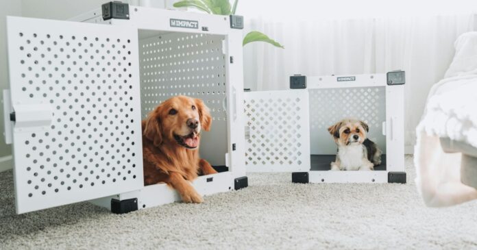 comissao-da-camara-pode-votar-proposta-“pet-friendly”-nesta-quarta-(22)