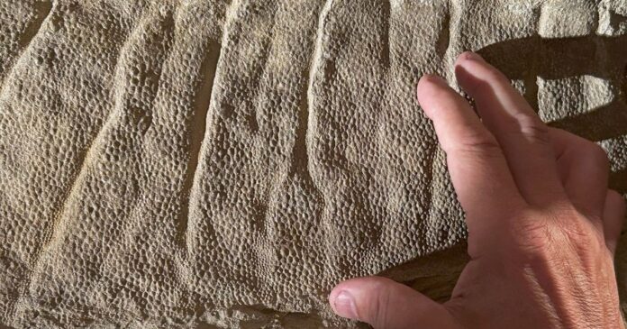 mascara-de-argila-explica-preservacao-de-dinossauros-nos-eua;-entenda
