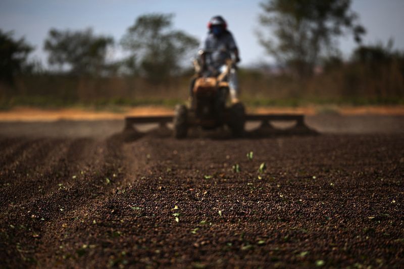 setor-cafeeiro-aposta-em-reversao-de-tarifaco