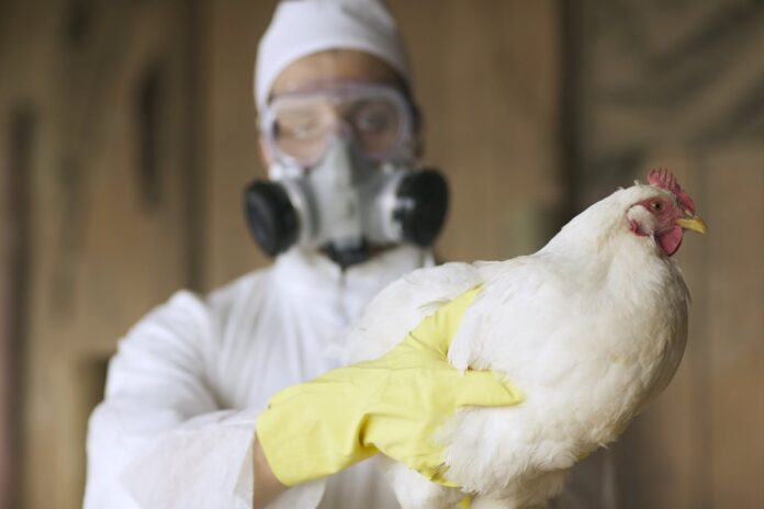 h9n2:-menor-cepa-do-virus-da-gripe-aviaria-preocupa-cientistas