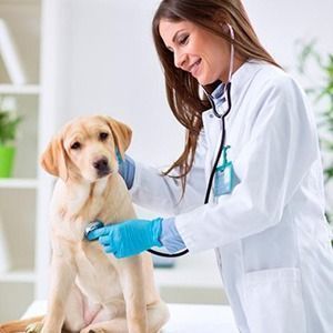 fmu-abre-inscricoes-para-programa-de-aprimoramento-em-medicina-veterinaria