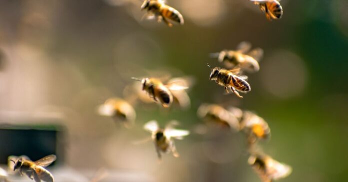 sete-adolescentes-ficam-feridos-apos-ataque-de-abelhas-em-sp