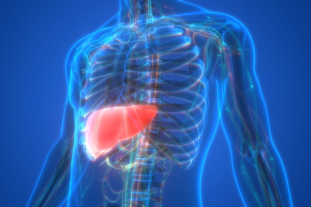 estilo-de-vida-moderno-estimula-acumulo-de-gordura-no-figado