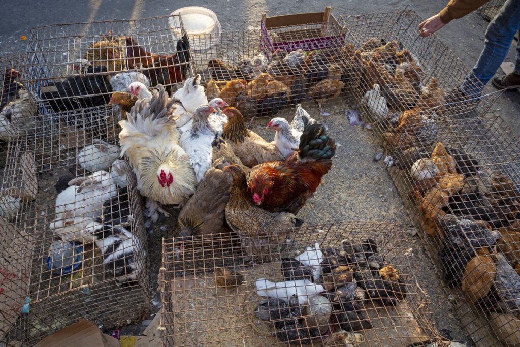 gripe-aviaria-pode-“driblar”-principal-defesa-do-corpo,-mostra-estudo