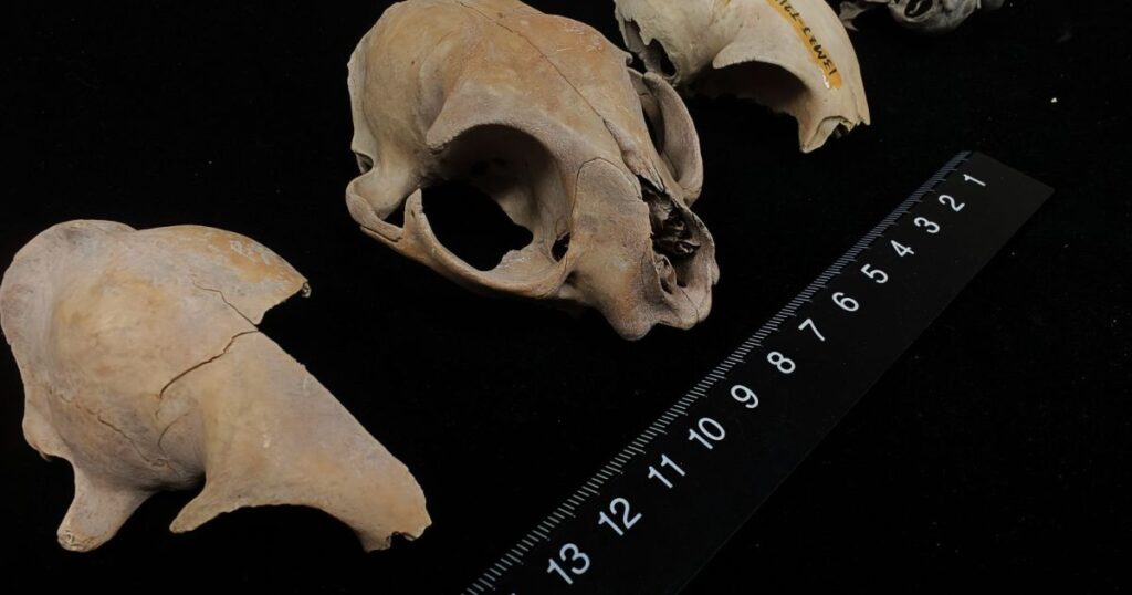 dna-antigo-desafia-certezas-cientificas-sobre-origem-dos-gatos-domesticos