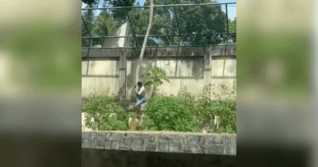 veja-momento-em-que-leoa-ataca-homem-que-invadiu-jaula-em-zoologico-na-pb