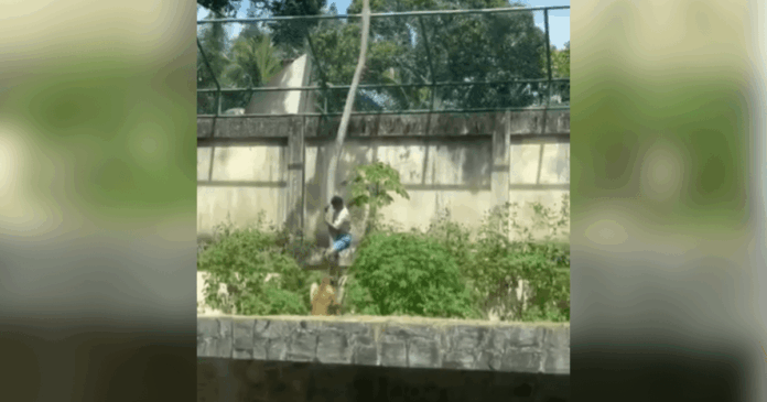 veja-momento-em-que-leoa-ataca-homem-que-invadiu-jaula-em-zoologico-na-pb