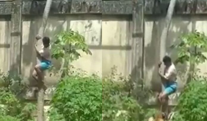 pb:-colocaremos-cerca-eletrica-em-recinto-de-leoa,-diz-chefe-de-zoologico