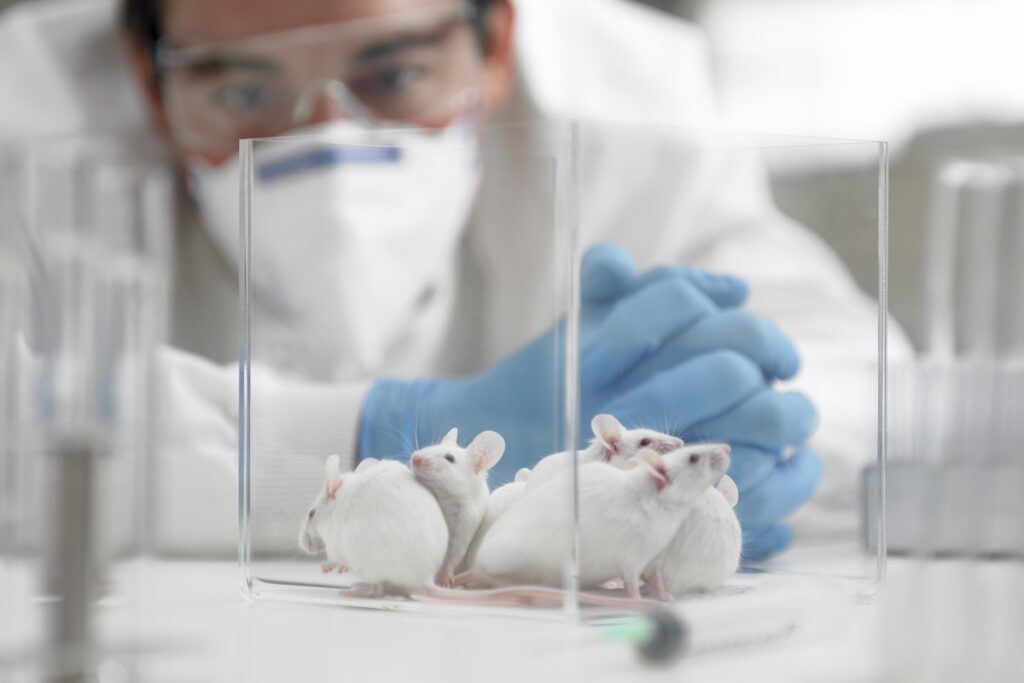 cientistas-conseguem-aumentar-expectativa-de-vida-de-ratos-em-70%