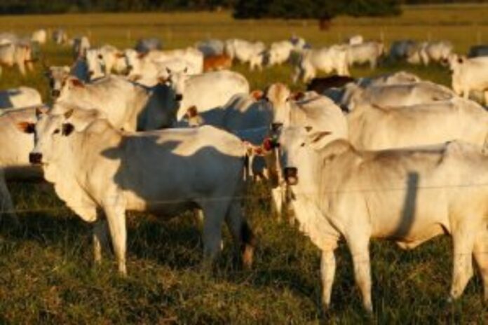 exportacao-de-carne-bovina-para-os-eua-cai-58%-em-novembro,-diz-midc