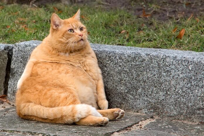 empresa-cria-“caneta-emagrecedora”-para-gatos-e-cachorros