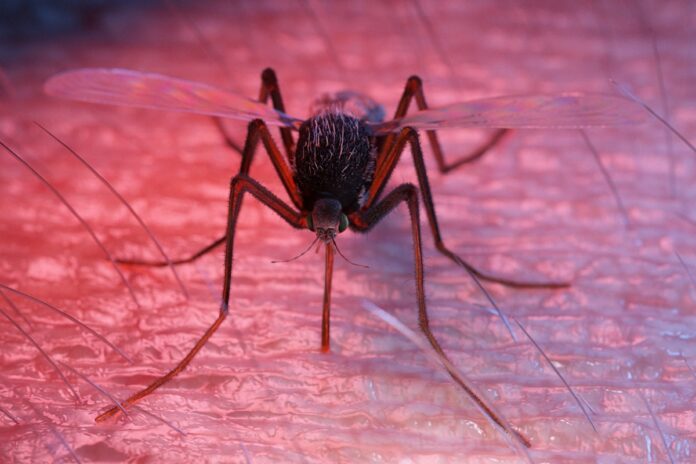 anvisa-publica-registro-de-imunizante-contra-a-dengue-do-butantan