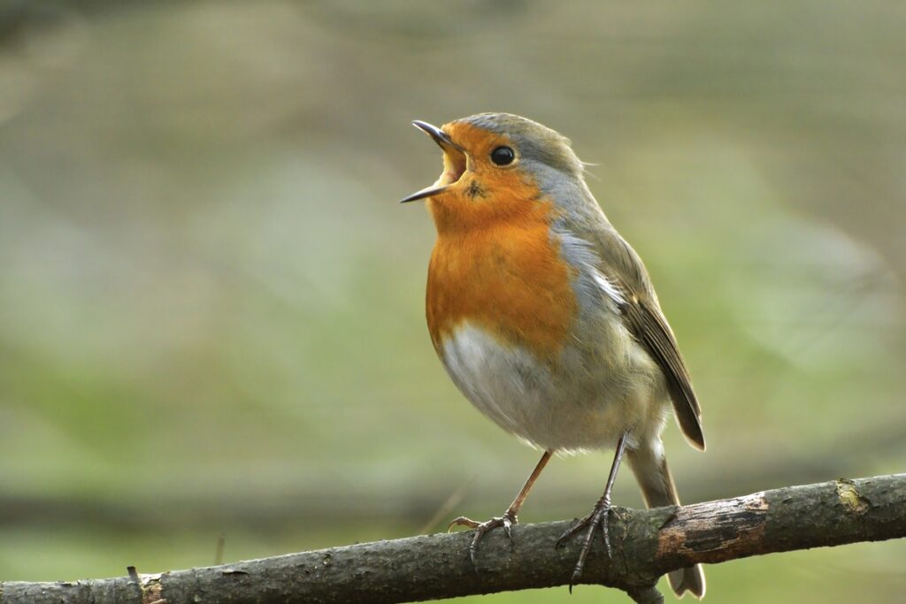 o-canto-dos-passaros-relaxa-o-cerebro?-entenda-o-que-acontece-no-orgao