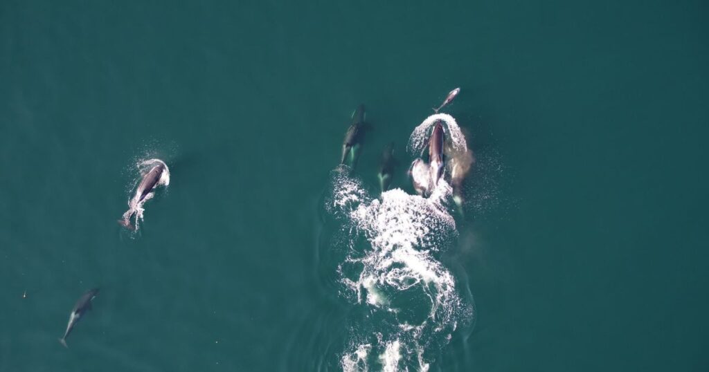 estudo-revela-orcas-e-golfinhos-cacando-juntos-no-pacifico;-veja-video