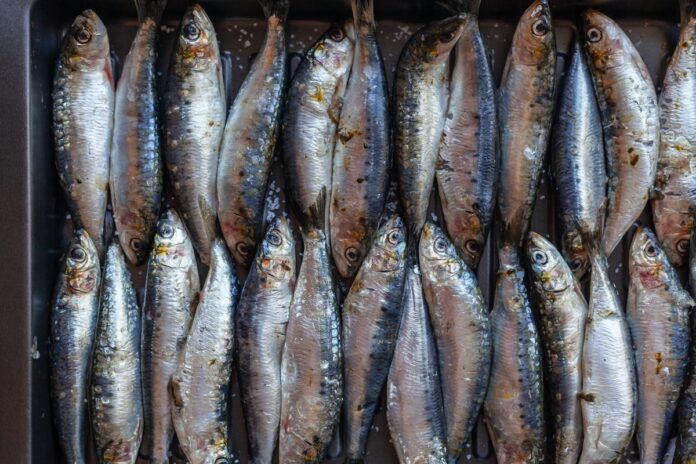 barata-e-nutritiva:-saiba-os-beneficios-da-sardinha-para-a-saude