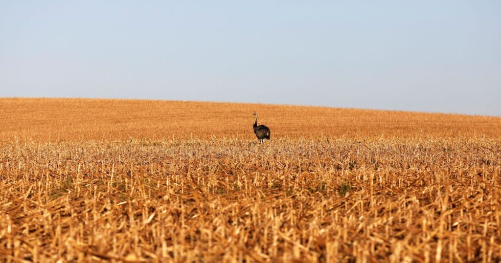 cna-diz-que-salvaguarda-da-ue-pode-limitar-acesso-no-acordo-com-mercosul