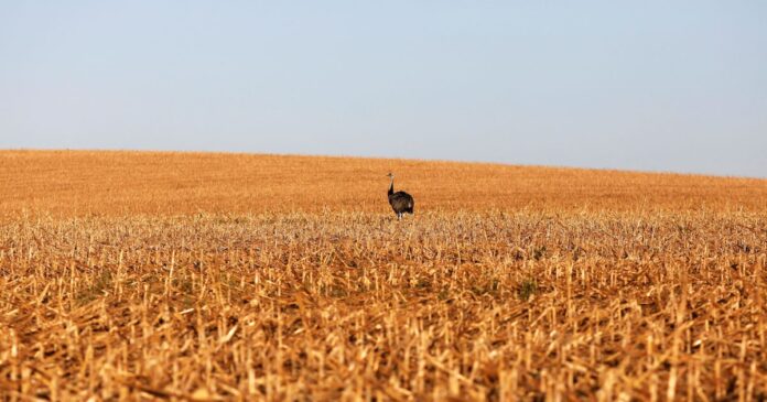 cna-diz-que-salvaguarda-da-ue-pode-limitar-acesso-no-acordo-com-mercosul