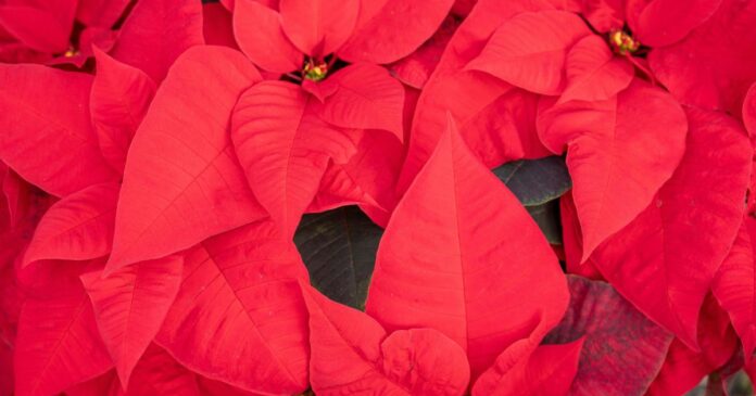 poinsetia:-como-a-planta-sagrada-dos-astecas-se-tornou-o-simbolo-do-natal